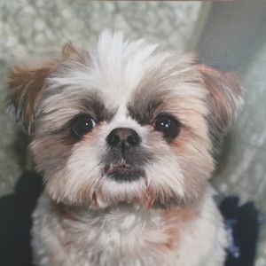 Meet your Posher, Yanqing